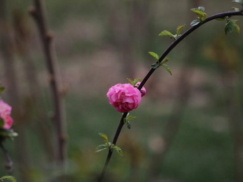 明明很优秀，但是懂得收敛锋芒的星座，不轻易显露实力