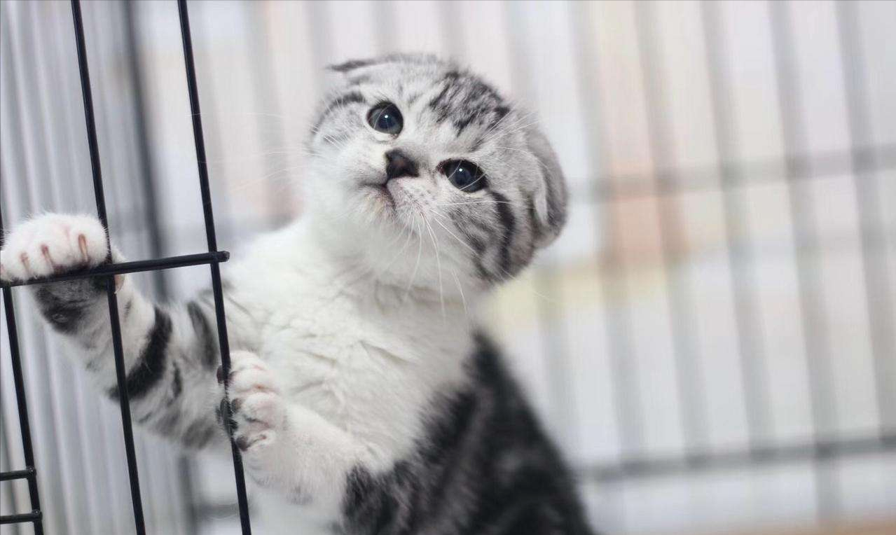 为啥"苏格兰折耳猫"越来越受欢迎?