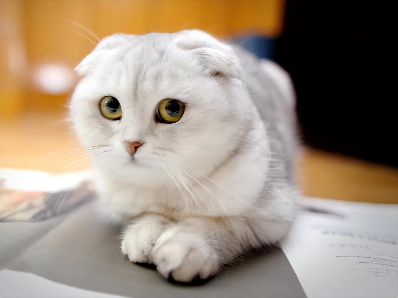 为啥"苏格兰折耳猫"越来越受欢迎?
