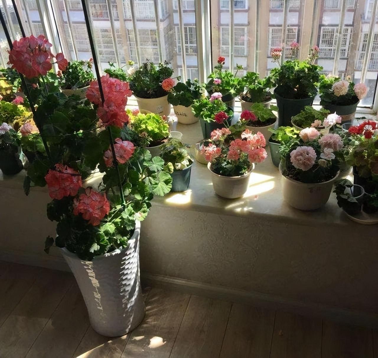 室内养花,有“6不宜”,做错了花草“活不久”__财经头条