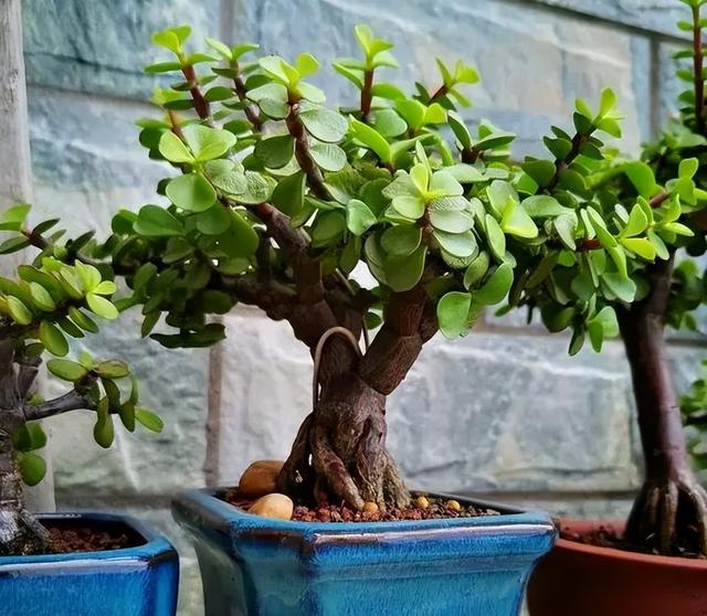 冬天养金枝玉叶，讲究“3控2多”，做对了才能枝繁叶茂