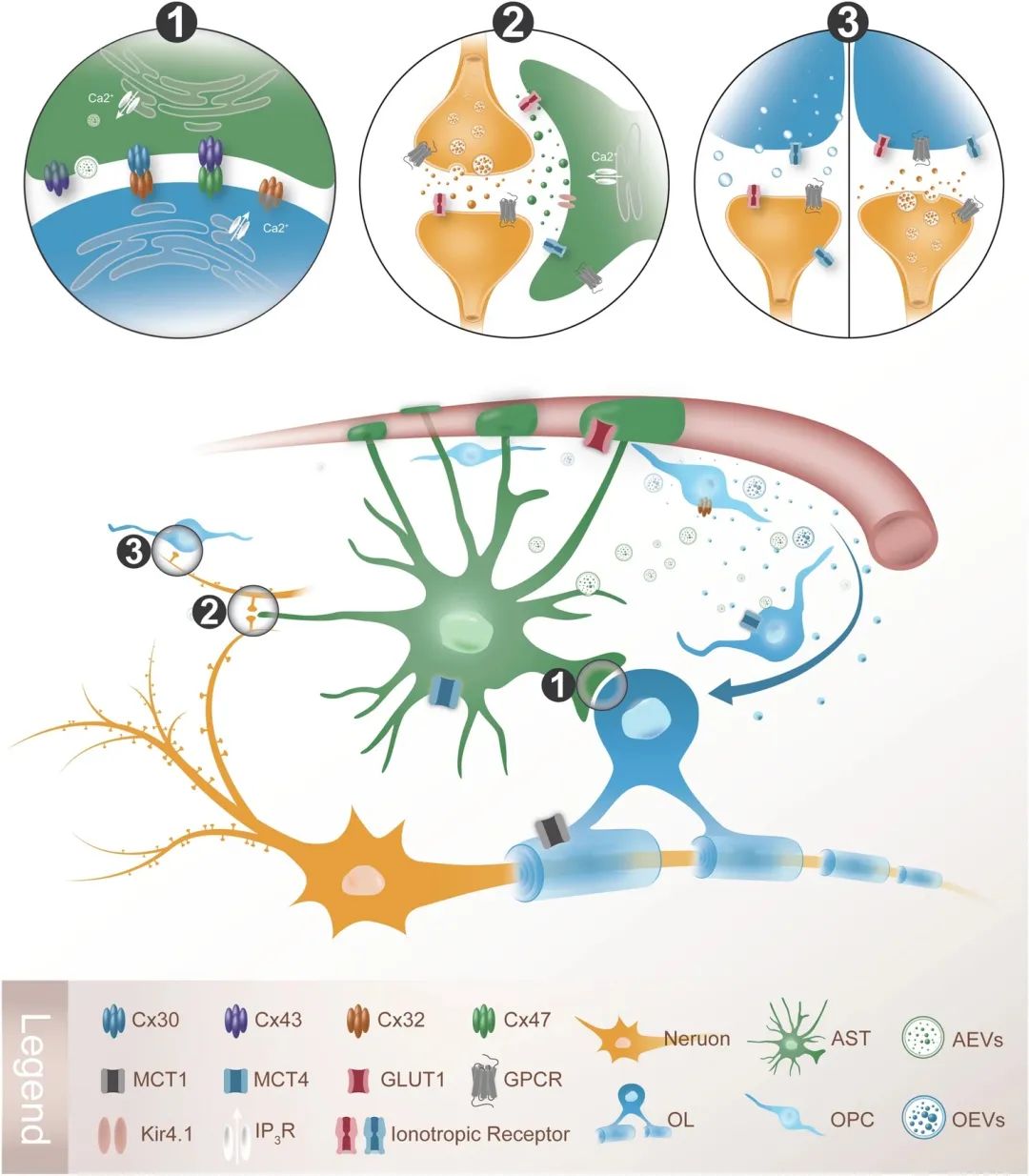 5. 脱髓鞘患者在日常生活中，需要避免哪些可能加重病情的因素？