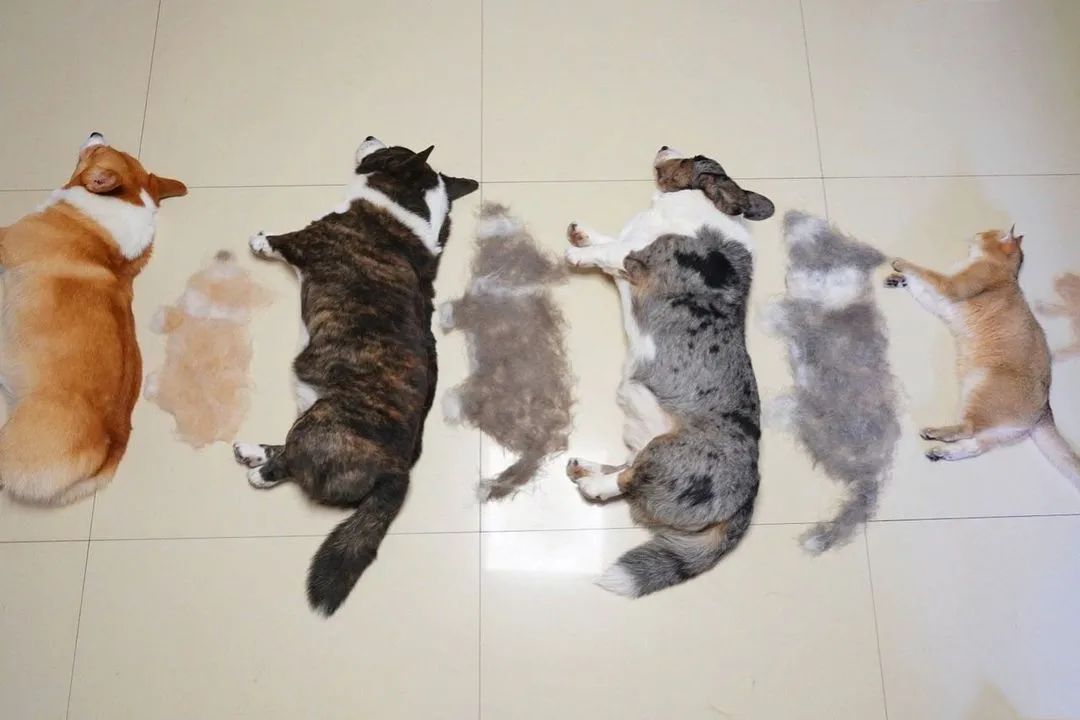 三只狗加一只猫有多能掉毛？网友晒的掉毛照超有趣