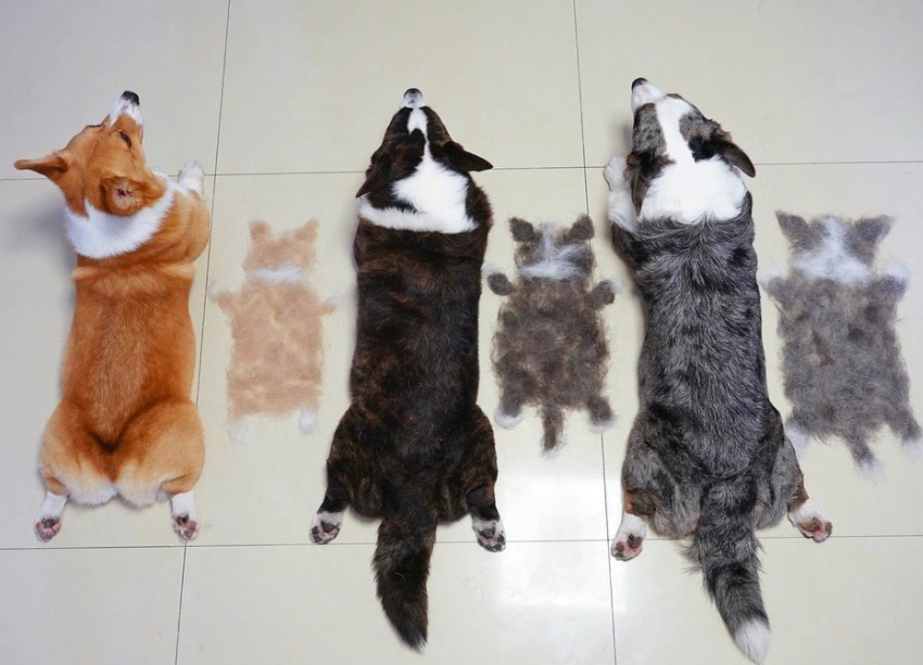 三只狗加一只猫有多能掉毛？网友晒的掉毛照超有趣