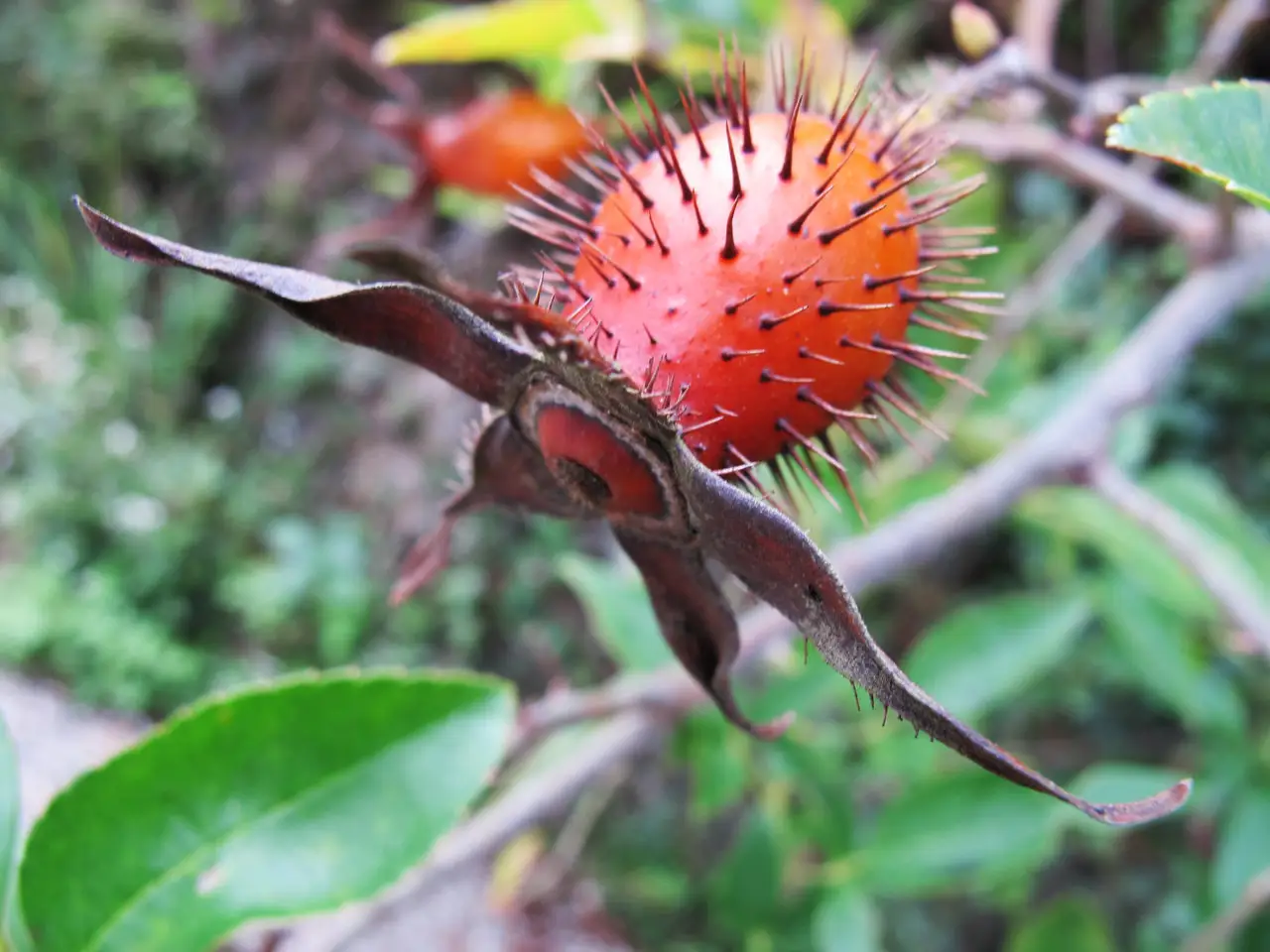 中国运20突破北约封锁 战略运输机实力如何