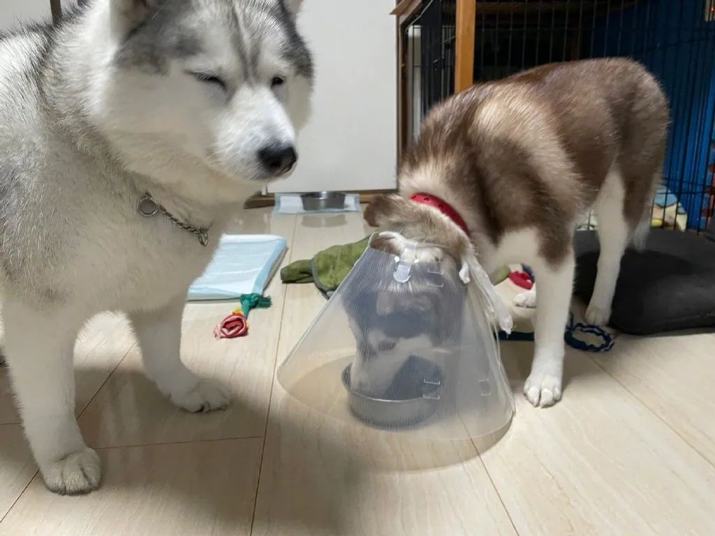 二哈带着伊丽莎白圈吃饭,另一只狗狗懵了 二哈带着伊丽莎白圈吃饭,另一只狗狗懵了
