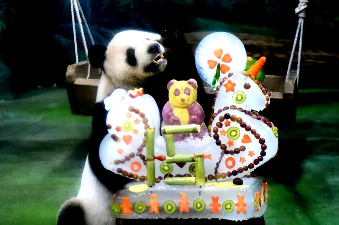 2019年8月30日，大熊猫“团团”享用“生日蛋糕”。新华社记者 朱祥 摄