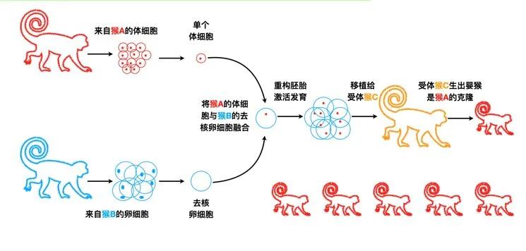 每天要看五六百只猴子的月经,以判定她们何时接受克隆胚胎__财经头条