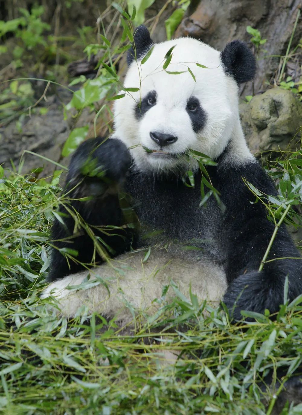 赠台大熊猫“团团”刚到台北动物园时的影像（资料照片）。新华社发（台北动物园供图）