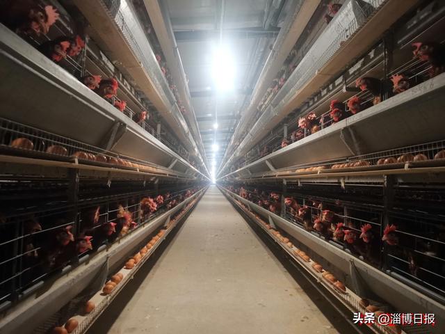 “数字鸡舍”让养殖更智能——临淄区敬仲镇以数字赋能全面推进乡村振兴,提升农业农村现代化水平__财经头条