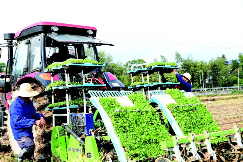 裸根松树的移栽不死的方法 有什么技巧