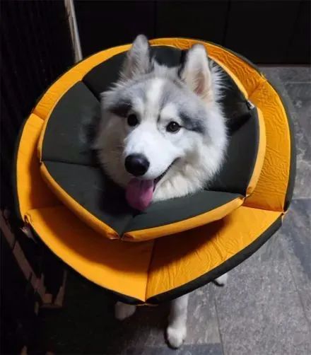 网友500买了只地中海哈士奇,可没想到几个月后,狗子竟然全变了!