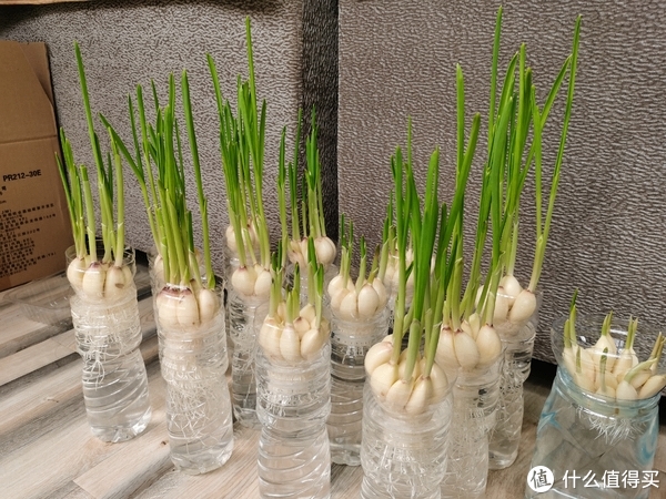 阳台种大蒜后续：大蒜叶炒腊肉真的香__财经头条