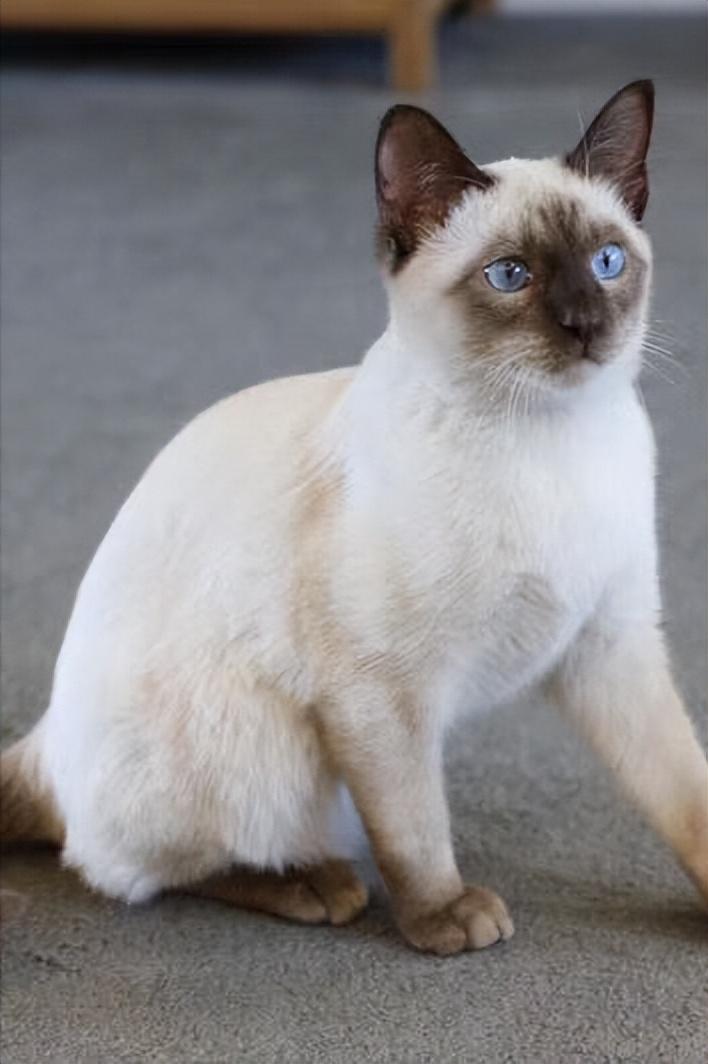 暹罗猫有几种花色?你更喜欢哪一种?__财经头条