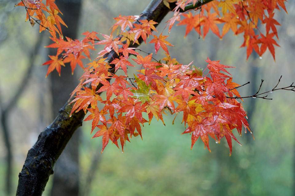 青未了丨这冬日雨后的枫叶,一半在天上,一半在地下|太阳_新浪新闻