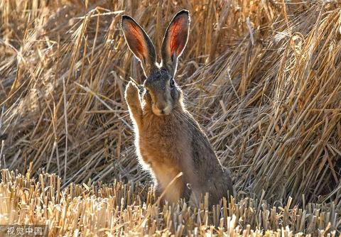 英媒：“追猎野兔”屡禁不绝，英国林肯郡警方严令驱散