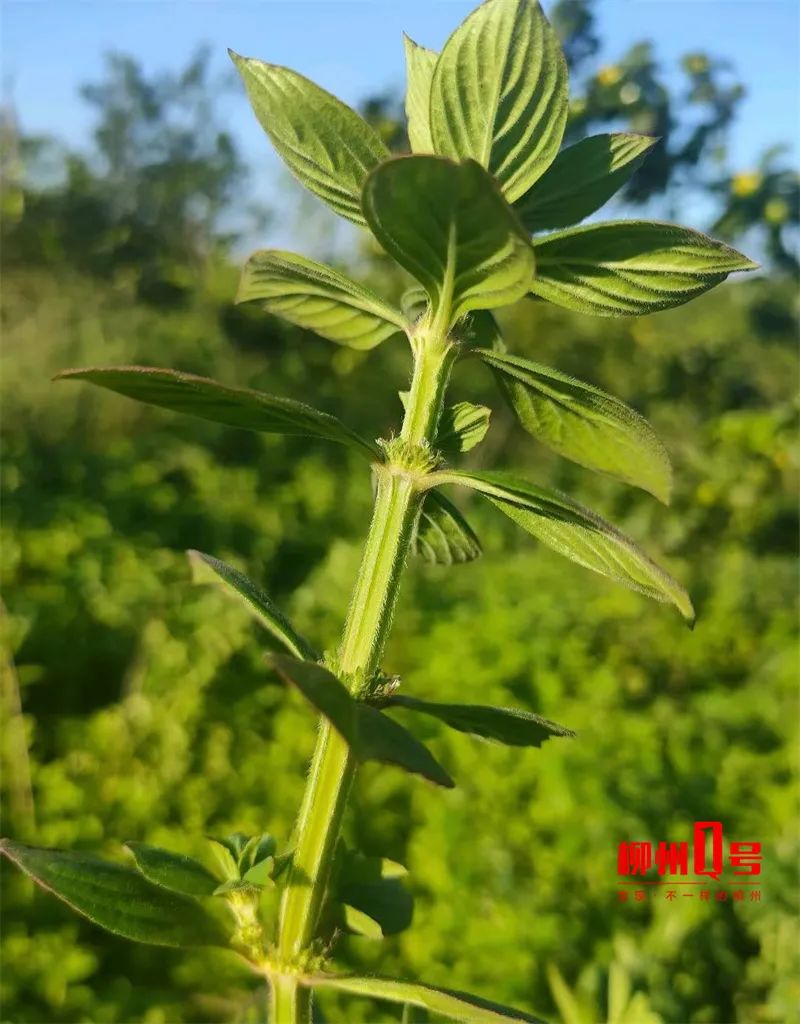 别手软！在柳州看到这些植物，立即处理|柳州市|加拿大_新浪新闻