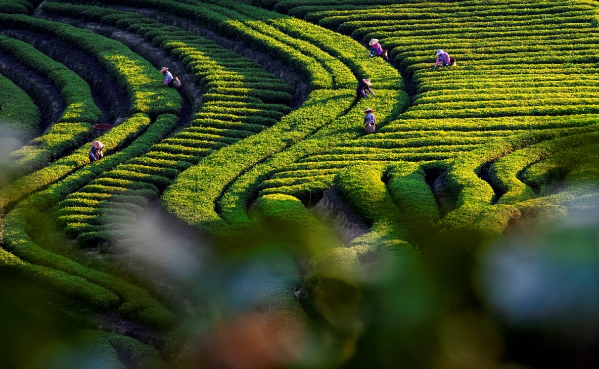 泉州安溪:生态茶园绘就好"丰"景|泉州市_新浪新闻