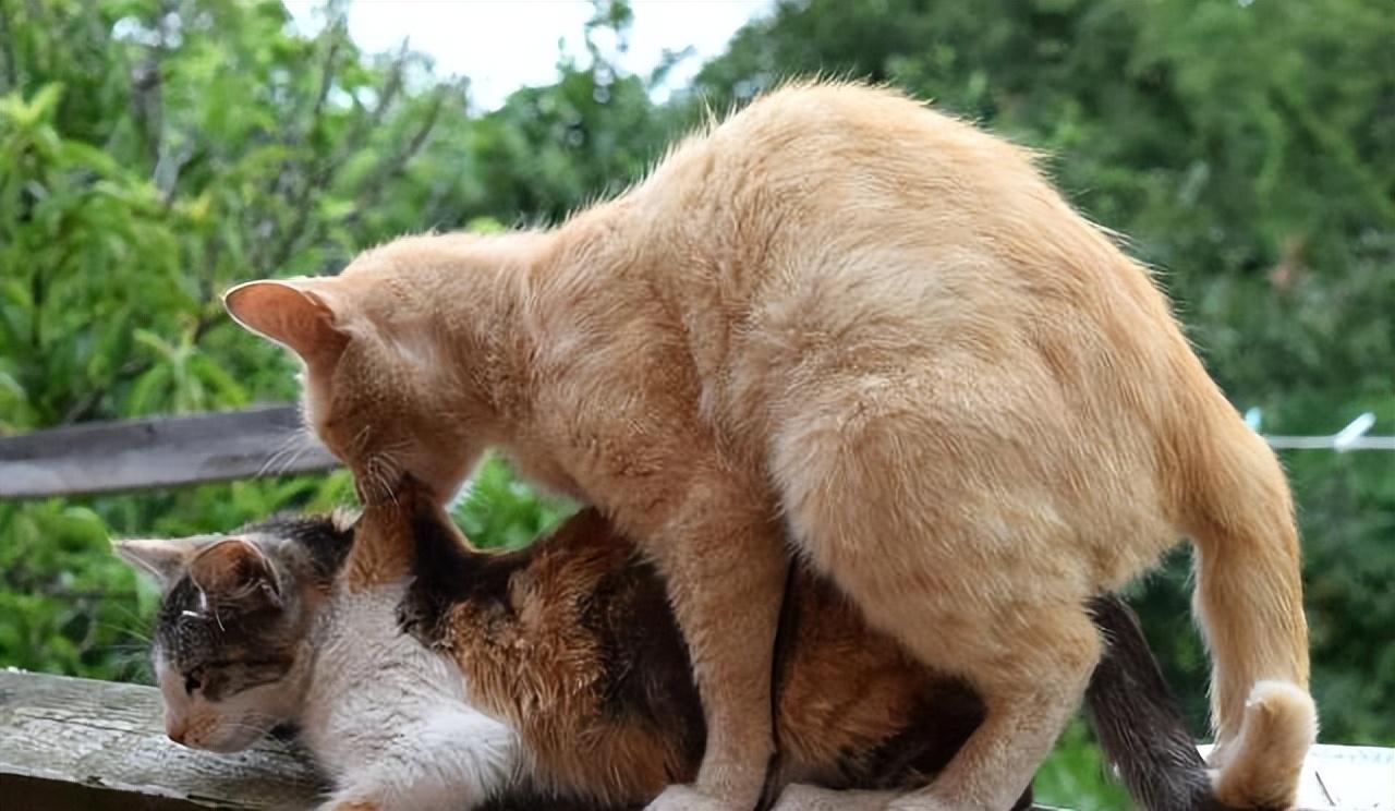 关于"猫咪交配"那些事,你了解多少?|母猫|交配|公猫_新浪新闻