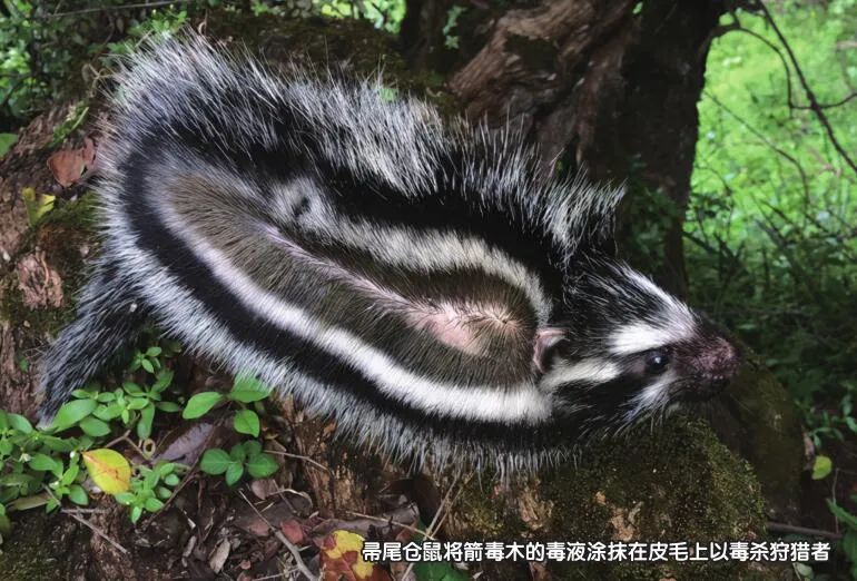 动物有毒，人类也有吗？