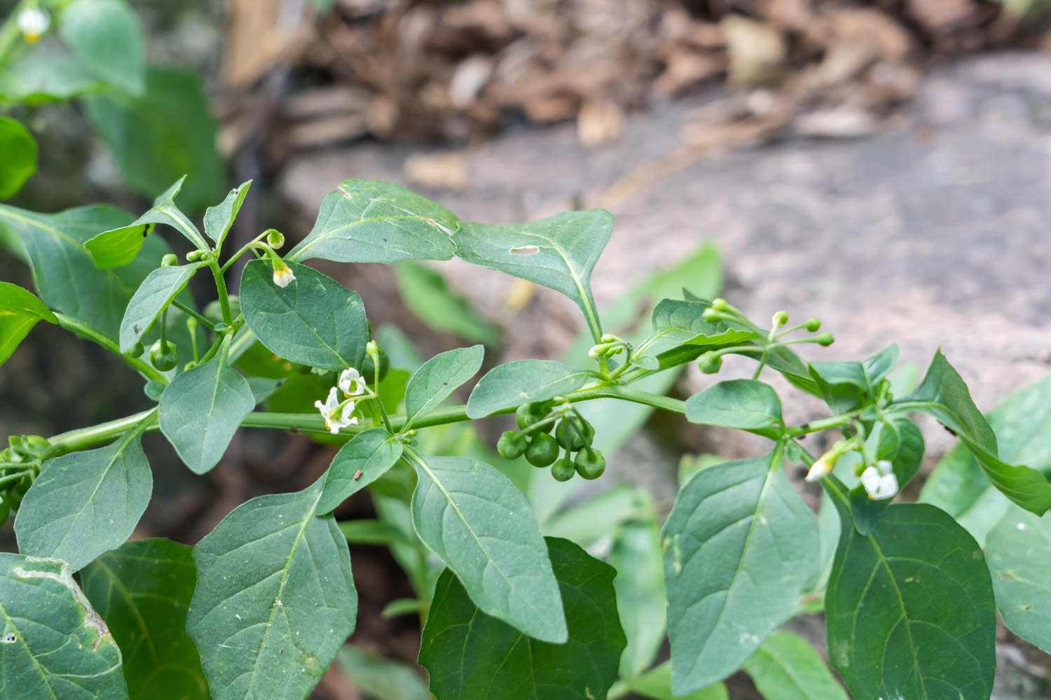 农村随处可见的龙葵菜,常采来当野菜吃,但它有毒,食用时要注意|龙葵|野菜|农村_新浪新闻