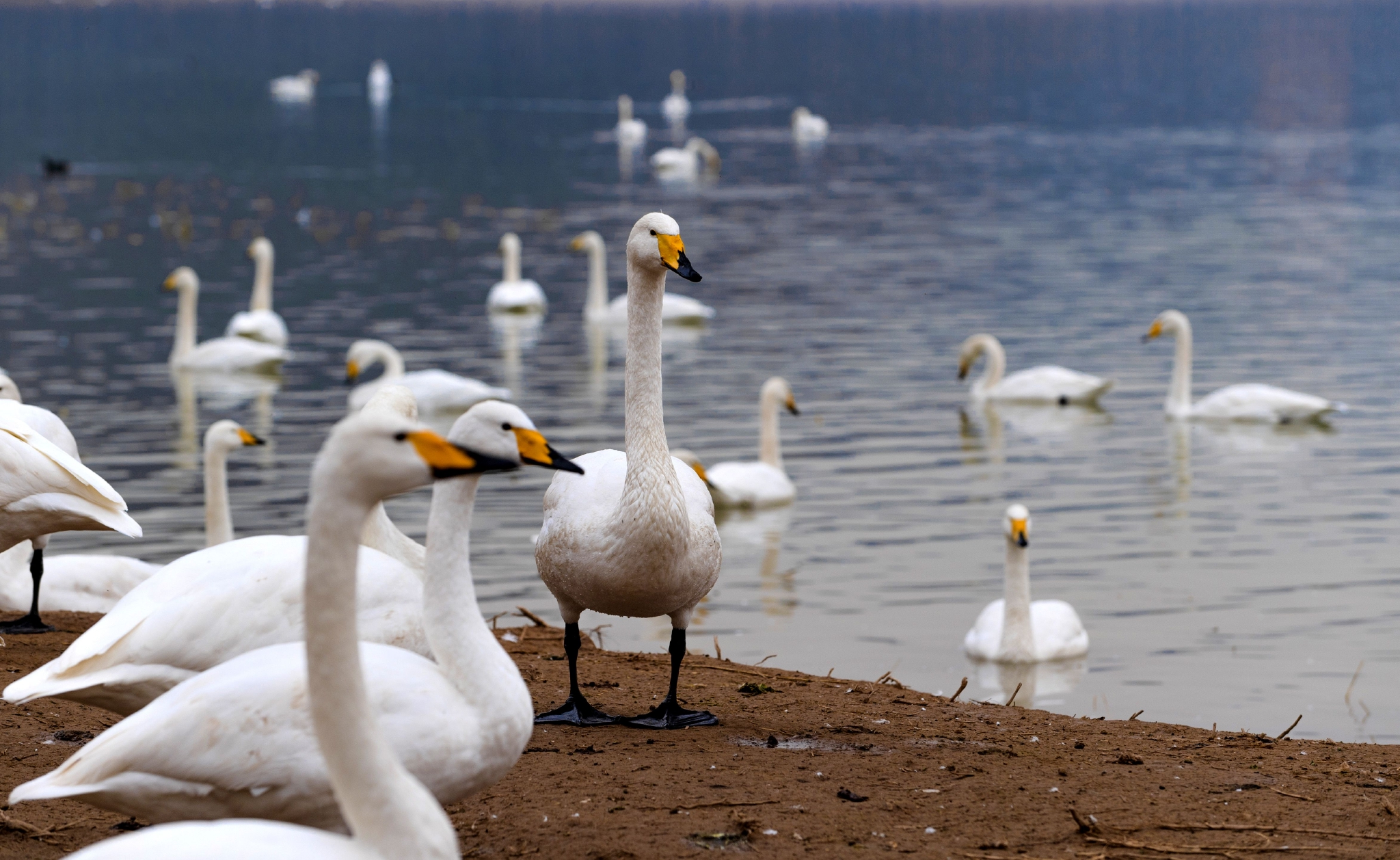 山西芮城:数千白天鹅飞抵越冬 圣天湖变身"天鹅湖"
