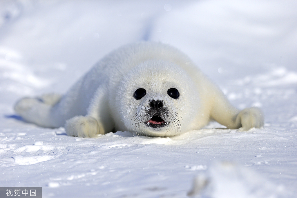 美高校研究团队:面部识别新用途,保护海豹|美国_新浪新闻