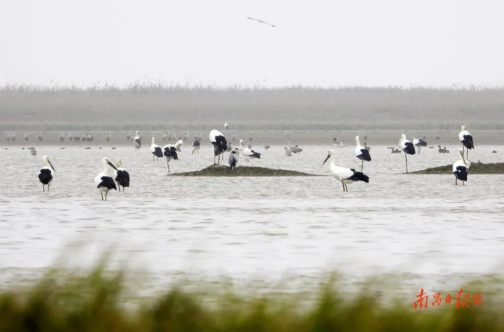 全球超三成东方白鹳飞抵南矶湿地|湿地|湖南省_新浪新闻