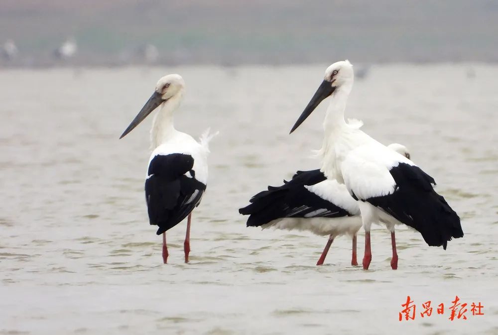全球超三成东方白鹳飞抵南矶湿地|湿地|湖南省_新浪新闻