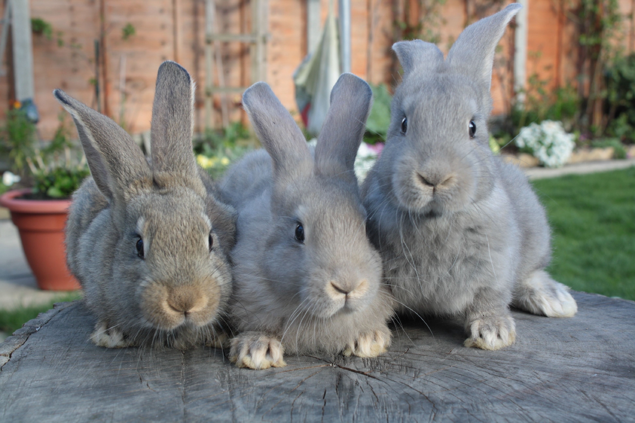大金兔：哪年出生的属兔人先苦后甜，贵人易帮扶，看看有你吗？