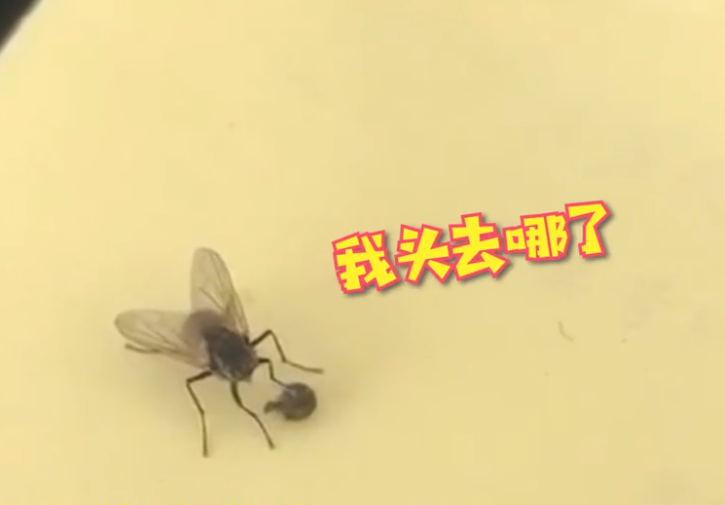 为什么没有了苍蝇,地球会变得更加恶心?|地球_新浪新闻