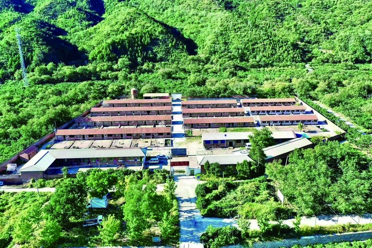 平谷五里庙村:这里有座"花果山" ,小红果映红增收路