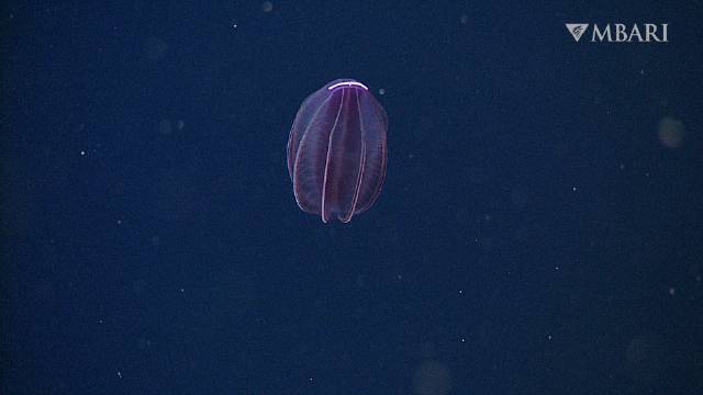 深海瓜栉水母 (Beroe abyssicola) 在午夜地带巡逻……|水母_新浪新闻
