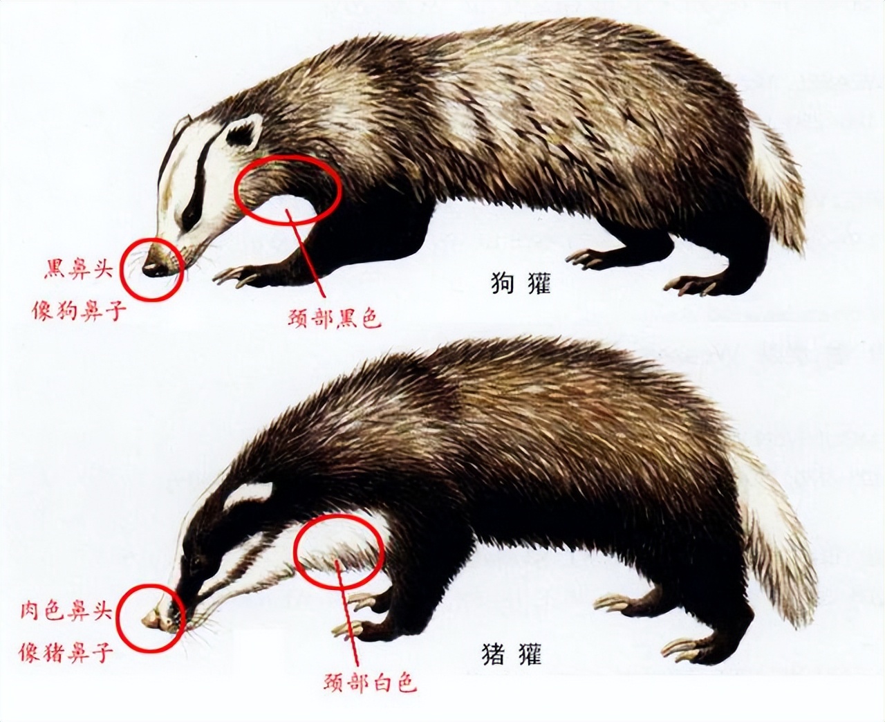 治冻疮、烫伤的“獾油”是什么动物的油?为何现在“很少见”了?