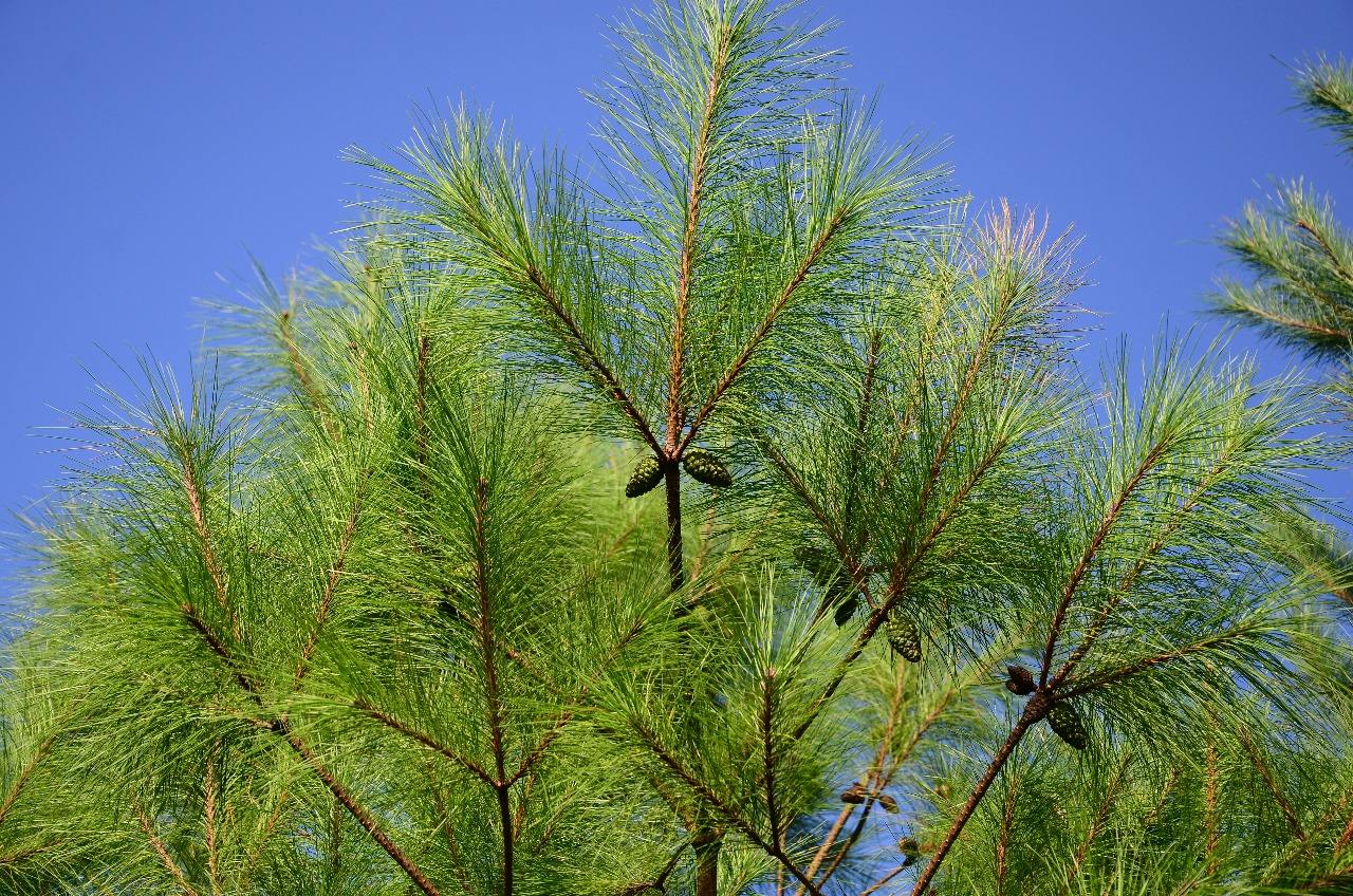 松针叶|马尾松|枞树_新浪新闻