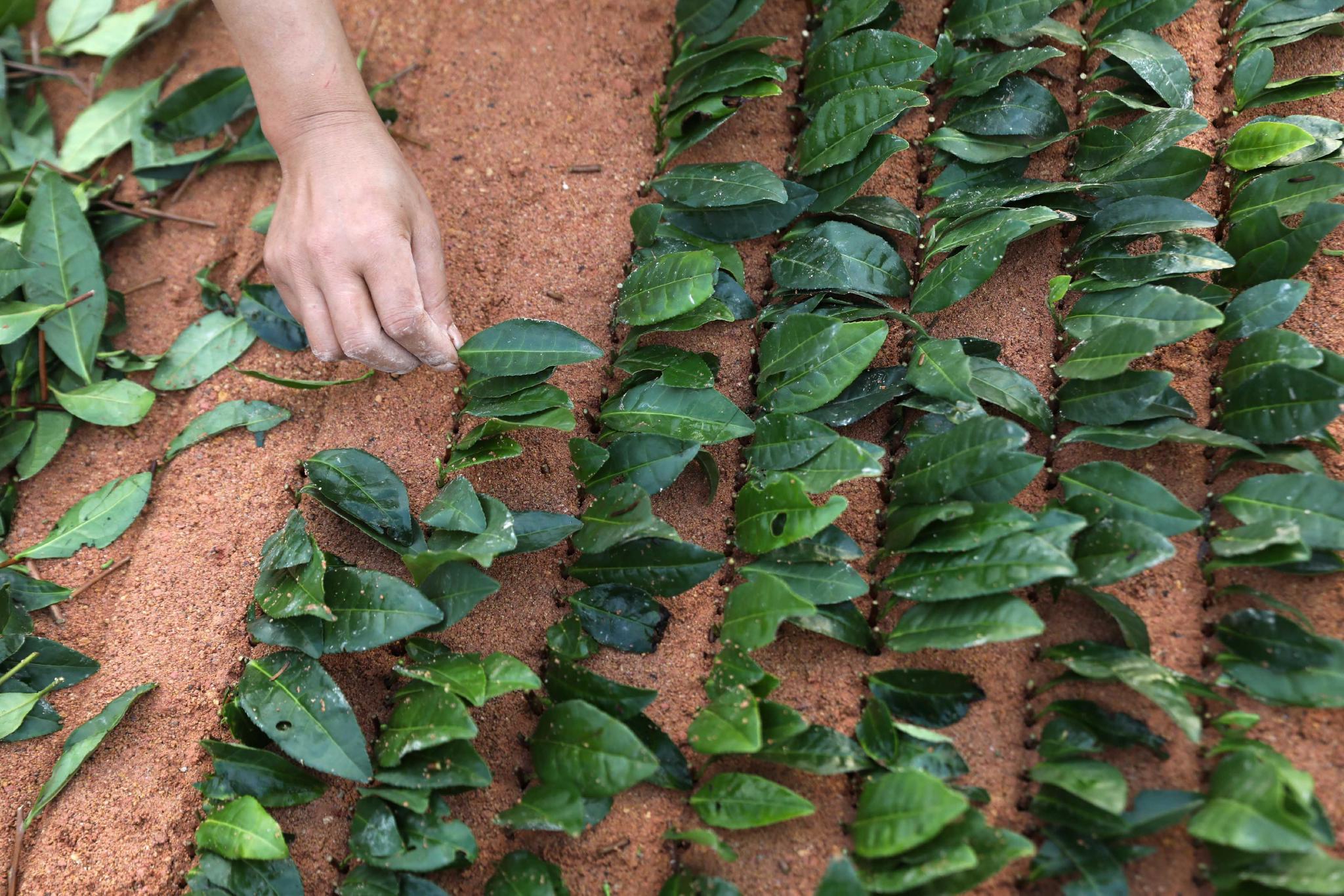 贵州锦屏:扦插茶苗正当时|锦屏|茶苗|贵州_新浪新闻