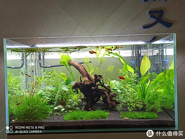各式各样的鱼缸看花眼,家用鱼缸怎么选?选对的鱼缸养漂亮的鱼