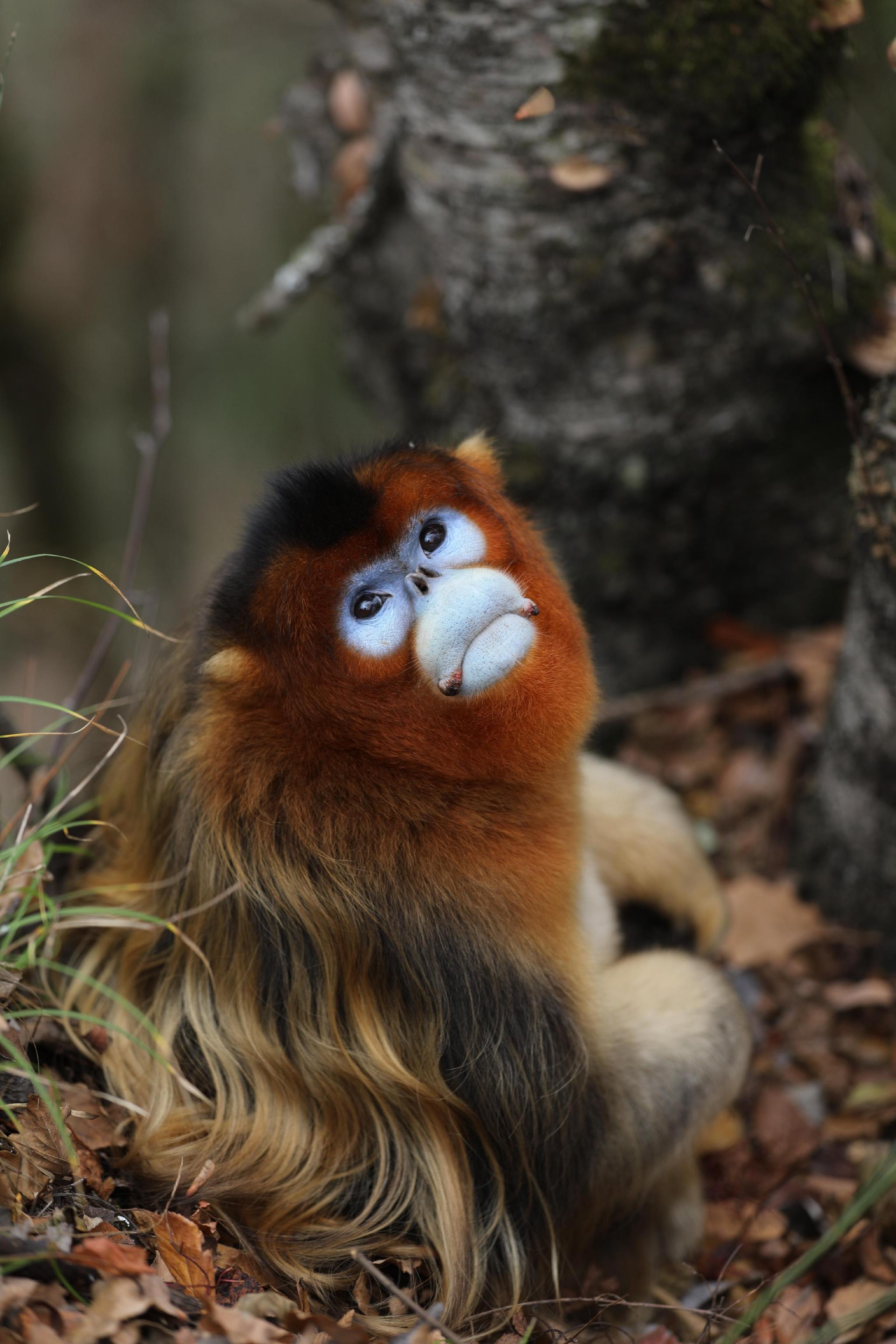 走进国宝川金丝猴栖息乐园|川金丝猴|四川|刘琼_新浪新闻