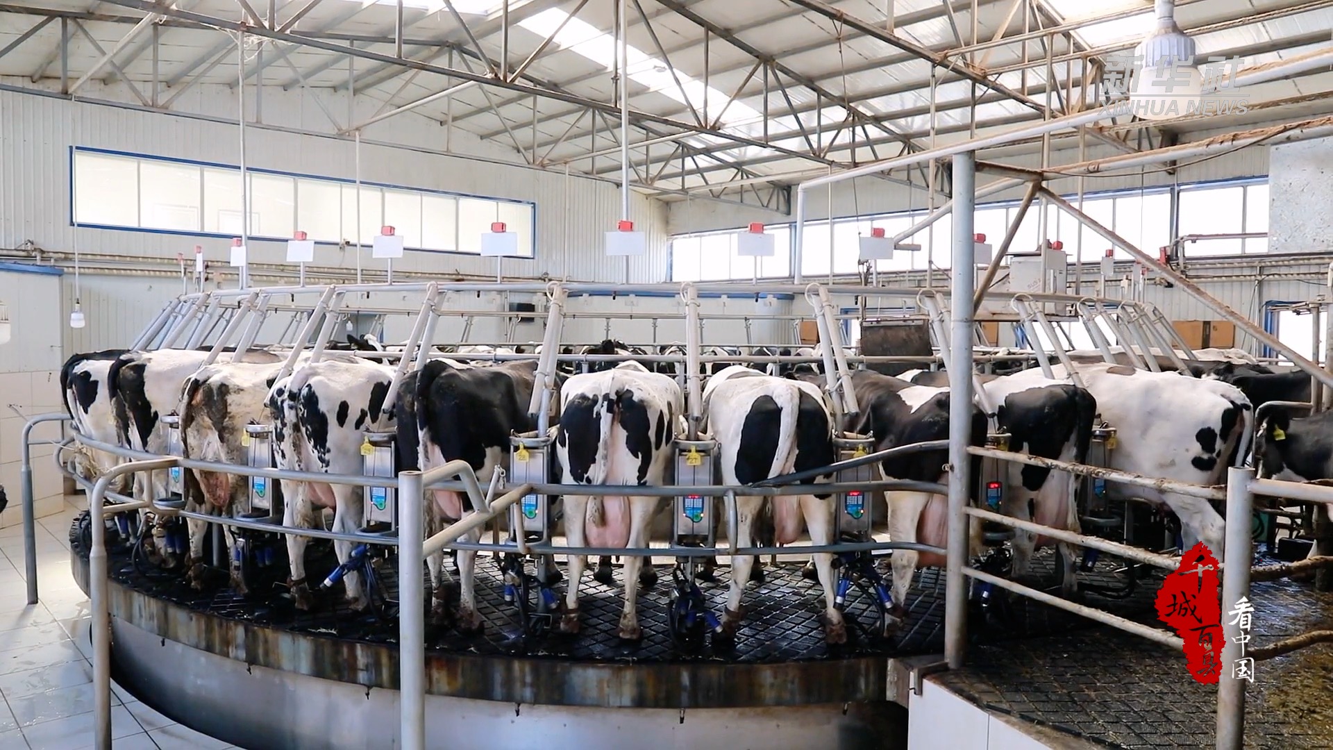 千城百县看中国|河北保定:现代化奶牛养殖助农增收__财经头条