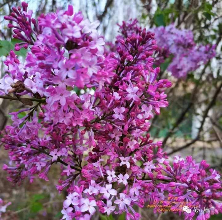 晚潮|我爱丁香花__财经头条