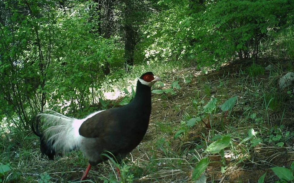 国家一级保护动物褐马鸡出现在百花山。百花山国家级自然保护区供图