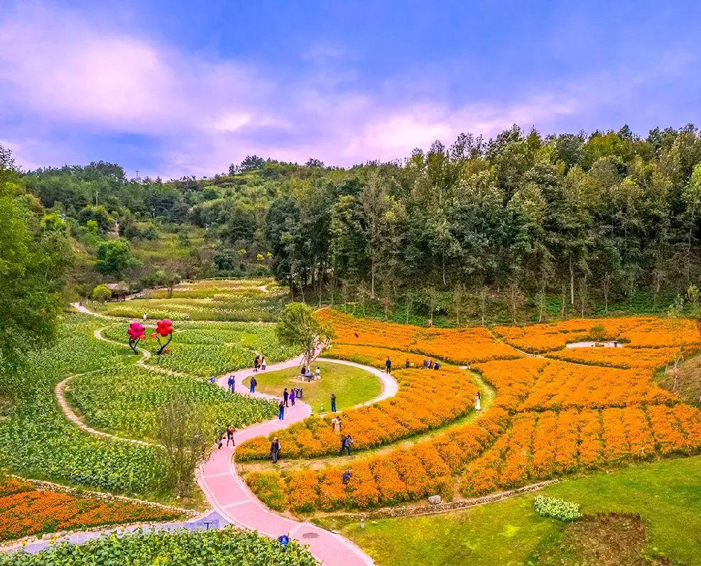 黄冈本地人私藏的宝藏赏秋圣地，隐藏在英山的花海和温泉，太美了|四季花海|英山|花海_新浪新闻