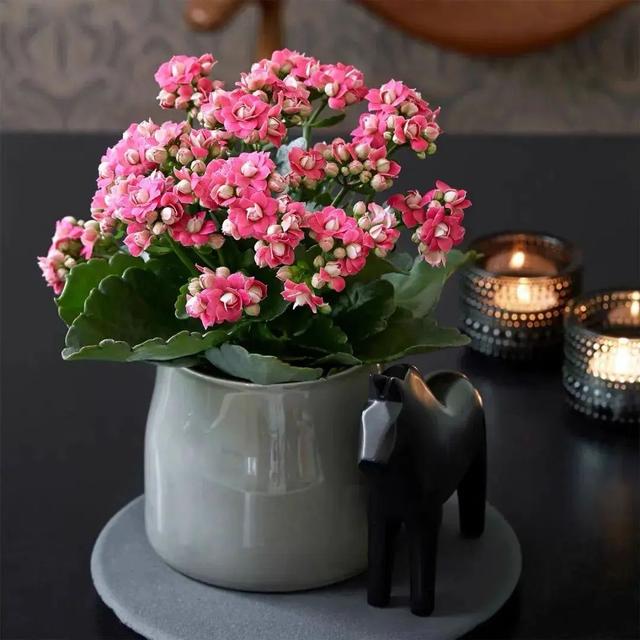 Ac6 Sihkv1phnm Ac6 Sihkv1phnm