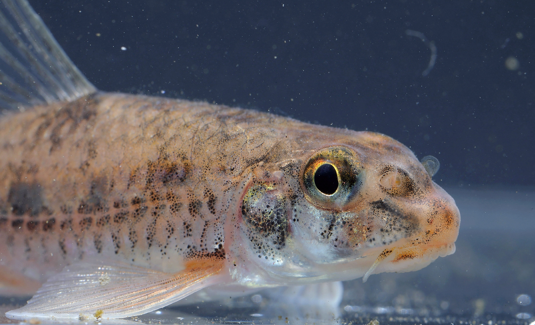 小鳔鮈亲缘关系最近,揭示了冰期陆桥的水系贯通可能为两岸淡水鱼类