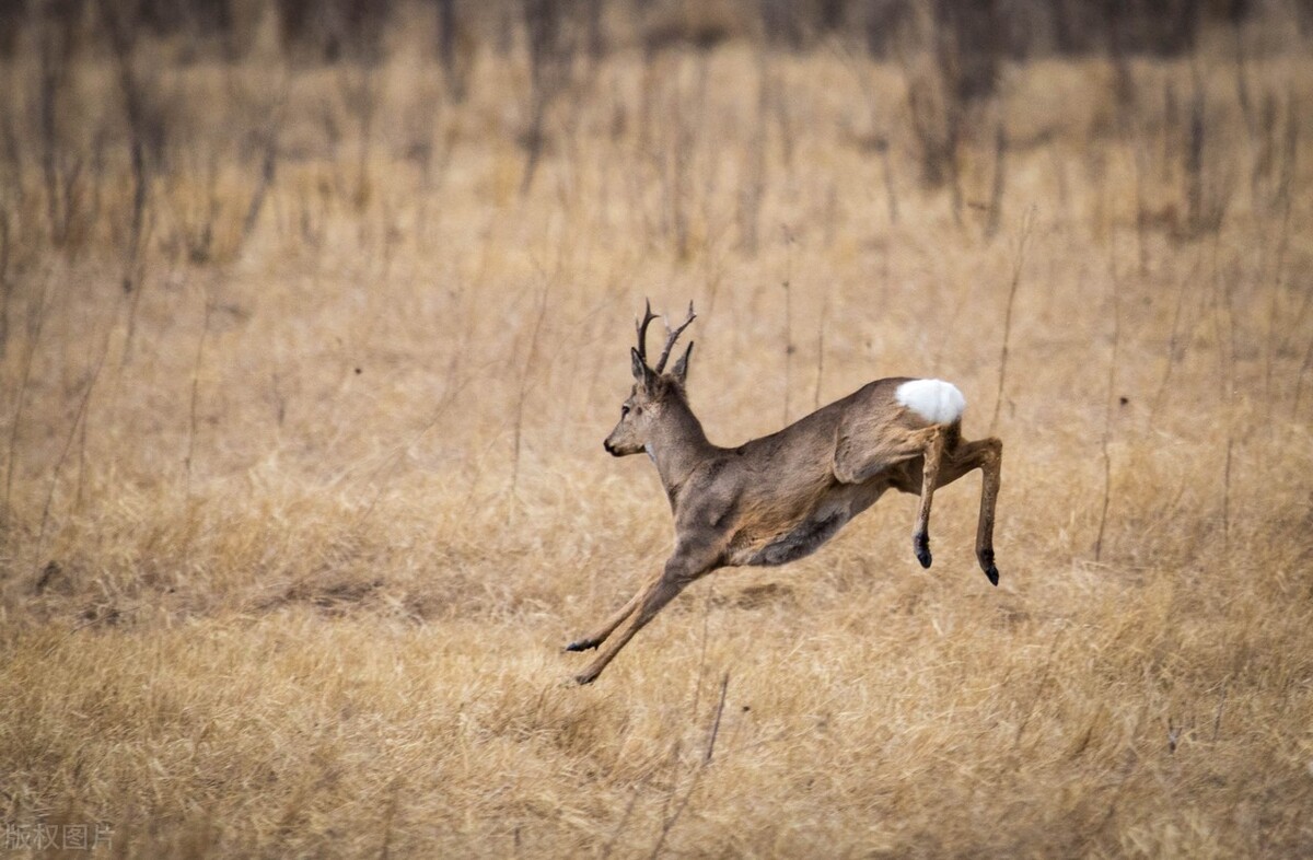 金毛“卖拐”？吉林一金毛从山上领下一头狍子，傻狍子有多傻？