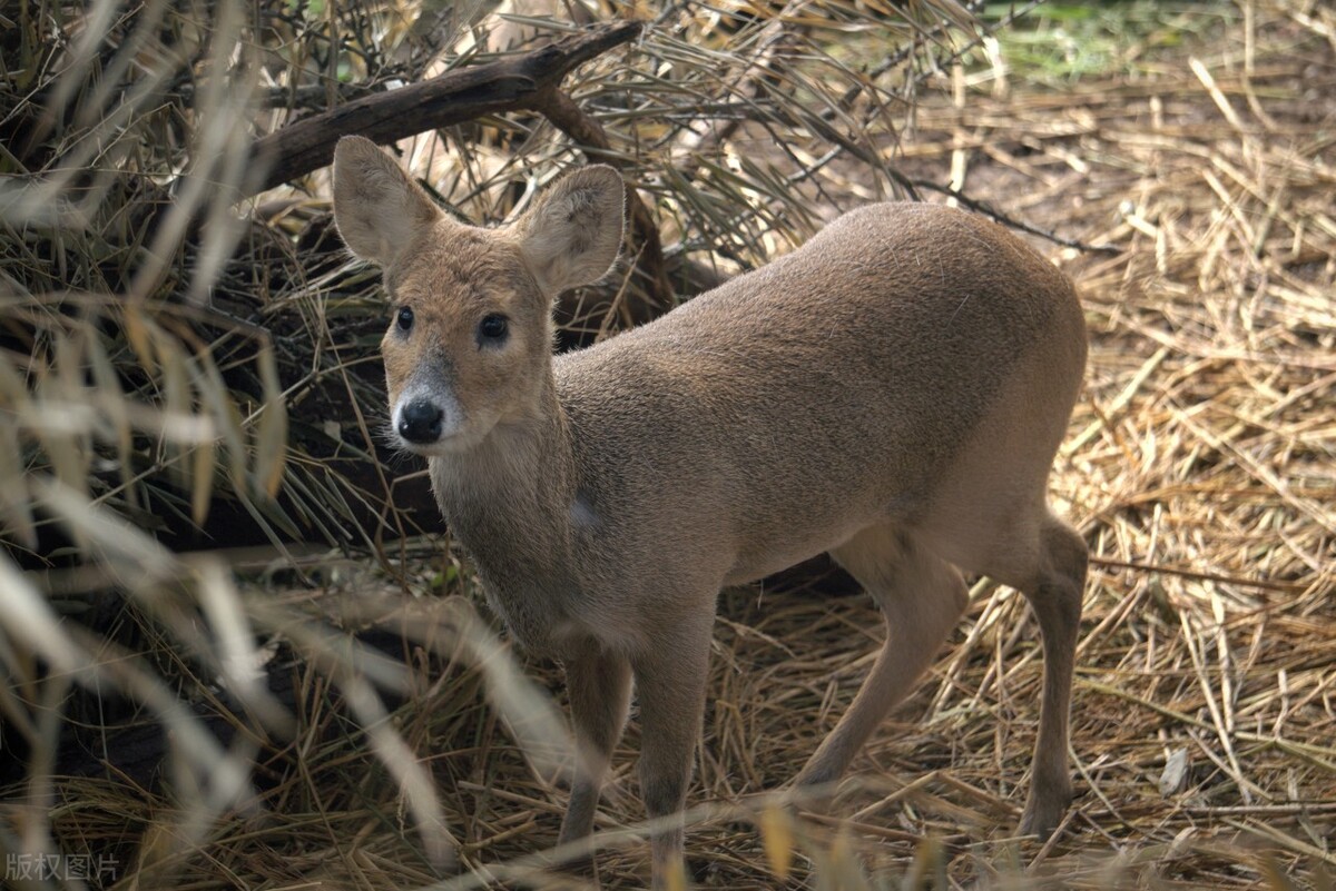 金毛“卖拐”？吉林一金毛从山上领下一头狍子，傻狍子有多傻？