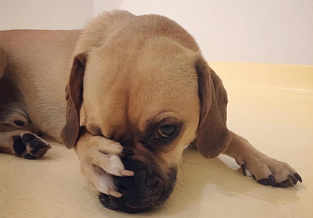 养了多年的狗,中途换主人,它会难过吗|主人|狗狗|伤心_新浪新闻