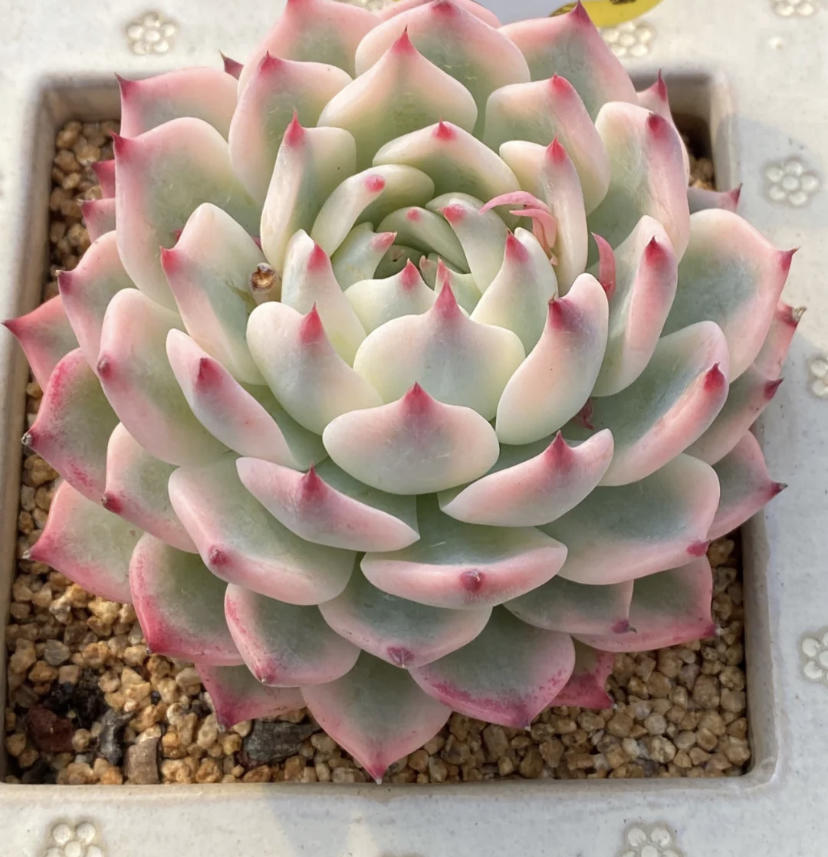 吉娃娃锦,无数人都想拥有,上市七八年,依然很受欢迎|吉娃娃|品种|母本