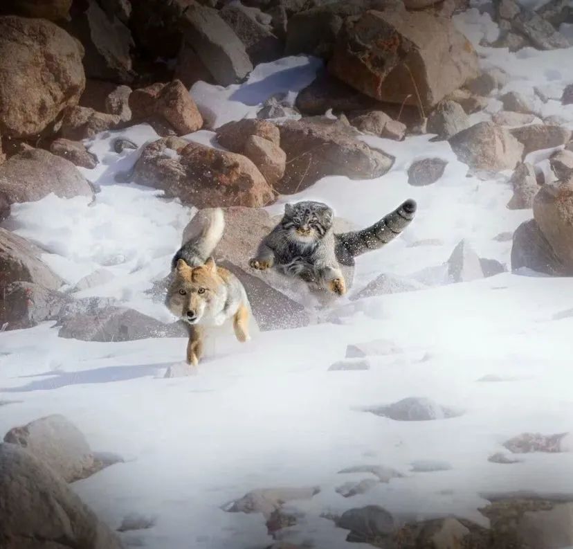 ▽一打就是一天这两位经常一言不合就打架然而很多人不知道的是和藏狐