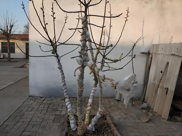 (庭院里绑了编织袋的无花果树)如果当地冬天的风比较大,容易把无花果